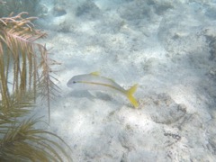 Yellowtail Goatfish 8